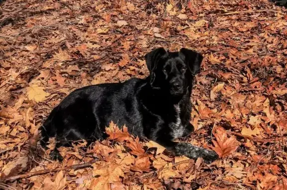 Пропала собака, Печорская ул. 12, Копейск