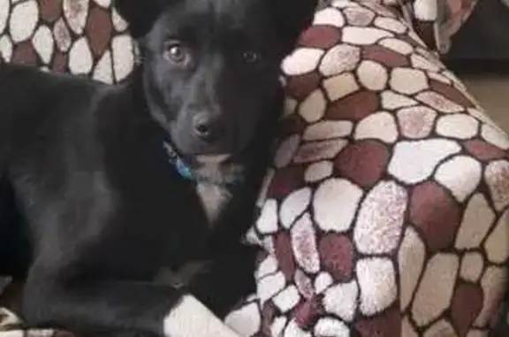 Пропала собака, Иваново, Ивановская обл.