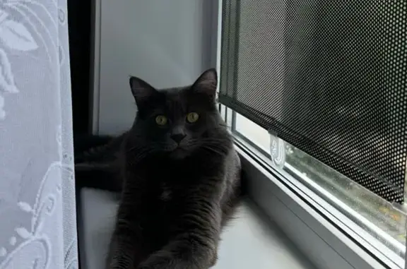 Кошки потеряшки, Шимановск, фото: Потеряшка кошка, ул. Ленина 41, Шимановск