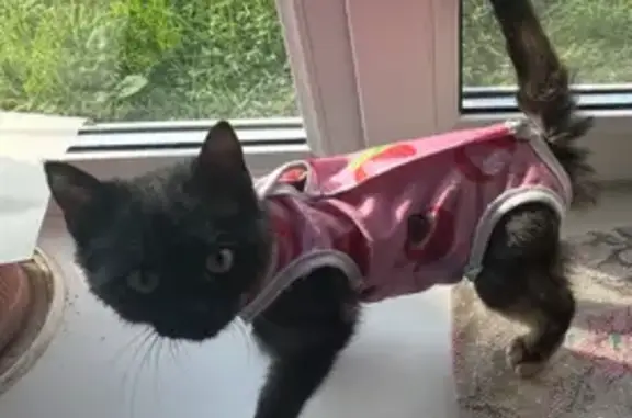 Пропала кошка, Лабинск, Трудовой пер., 3