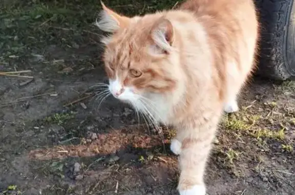 Кошки потеряшки, Московская область, фото: Потеряшка кошка в Кудрино, МО