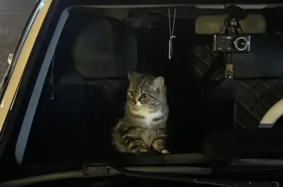 Пропала кошка, ул. Набережная Ленина, 37