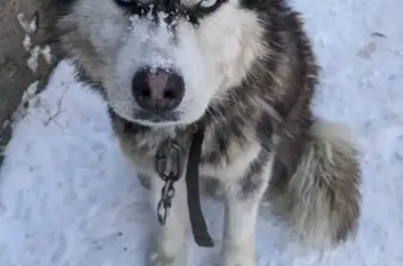 Собака у магазина, пер. Плеханова, Томск
