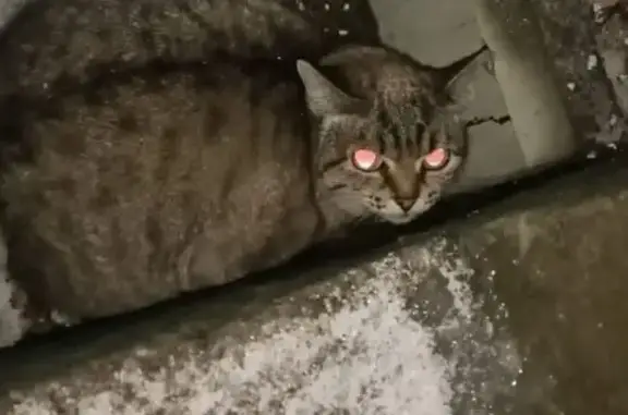 Найдена кошка, Рубцовск, фото: Найдена кошка, Алтайская ул. 189А, Рубцовск