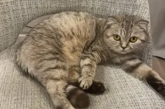 Пропала шотландская кошка, Изумрудная 45