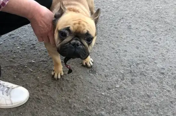 Объявления о пропавших и найденных животных, Сальск, фото: Найдена собака, ул. Островского 74, Сальск