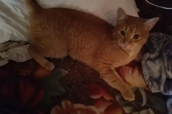 Кошки потеряшки, Нижняя Салда, фото: Потеряшка кошка, ул. Подбельского 6, Н. Салда