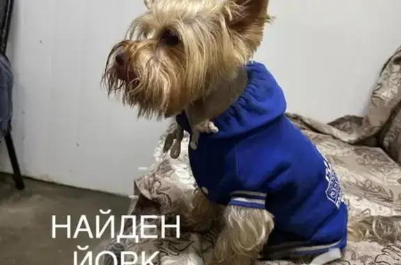 Найдена собака, Краснодар, фото: Собака найдена: Ломоносова 1-й пр., 8