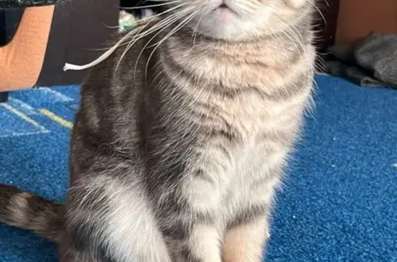 Пропала кошка, Больничная ул., Сатка