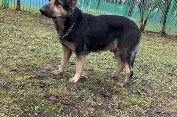 Найдена собака, Москва, фото: Найдена собака с цепочкой, Москва