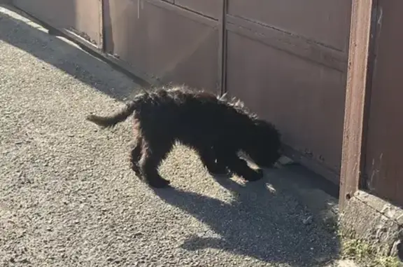 Найдена собака, Краснодар, фото: Найдена собака, Северная ул. 116, Краснодар