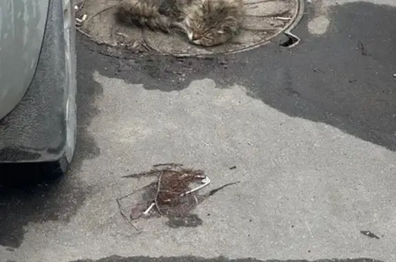 Найдена кошка, Химки, фото: Найдена кошка, Юбилейный проспект 9/1