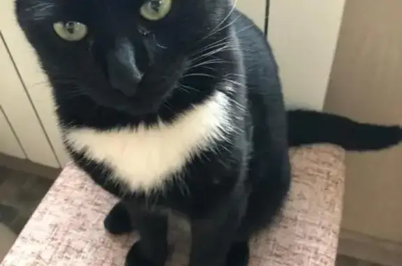 Найдена кошка, Уфа, фото: Кошка найдена: Казанская ул., 6, Уфа