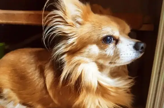 Собаки потеряшки, Феодосия, фото: Потеряшка собака, Русская ул., Феодосия