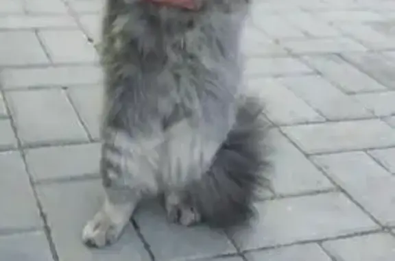 Найдена кошка, Воронеж, фото: Кошка найдена, ул. 9 Января, Воронеж