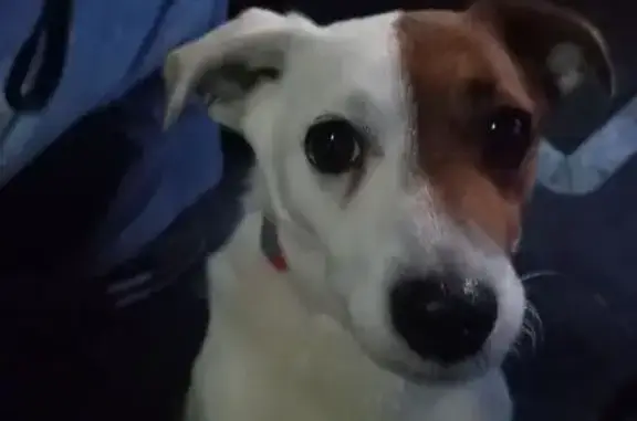 Найдена собака, Калининград, фото: Найдена собака, Промышленная 8, Калининград