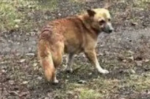 Пропала собака в Новосергиевке