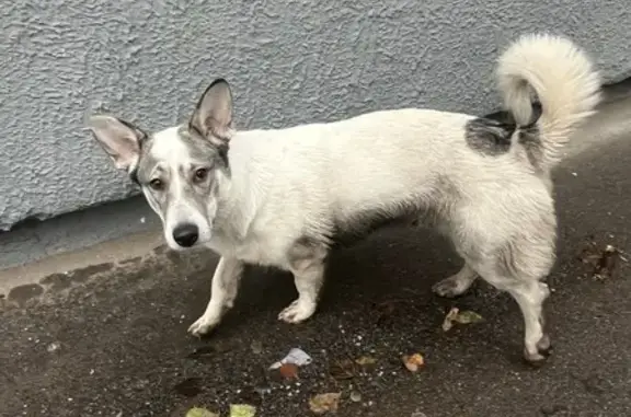 Найдена собака, Саратов, фото: Найдена собака, ул. Радищева, Саратов