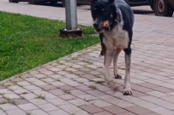 Найдена собака, Самара, фото: Собака найдена: Физкультурная 103А, Самара