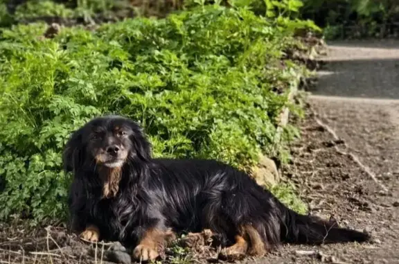 Пропала собака, 5-я аллея, 67, Таганрог