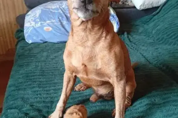 Пропала собака Нику, Беларучский с/с