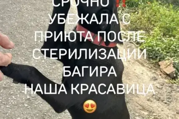 Пропала собака, Строительная 1, Саранск