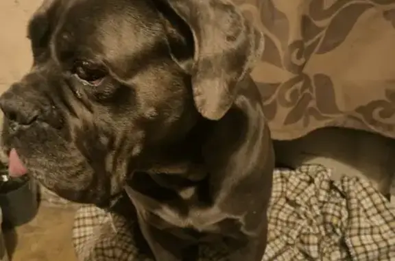 Найдена собака, Воронежская область, фото: Найдена собака на ул. Урицкого, Воронеж