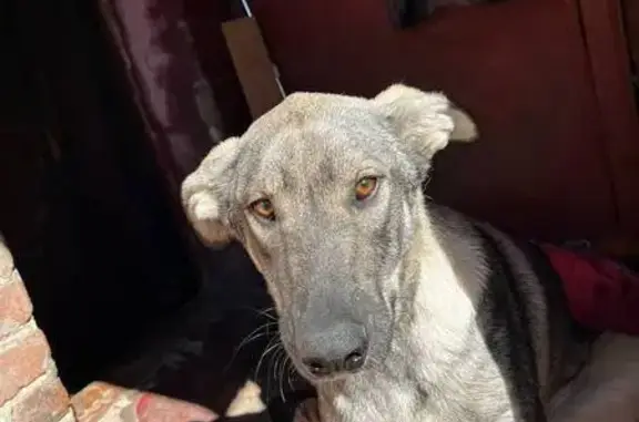 Пропала собака, Магистральная ул., Белгород