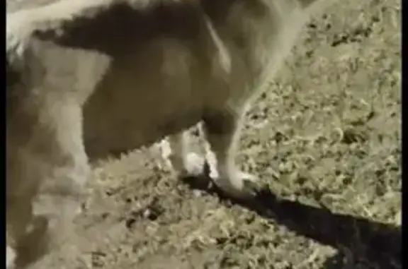 Собаки потеряшки, Уфа, фото: Потеряшка собака, Кольцевая ул. 125, Уфа