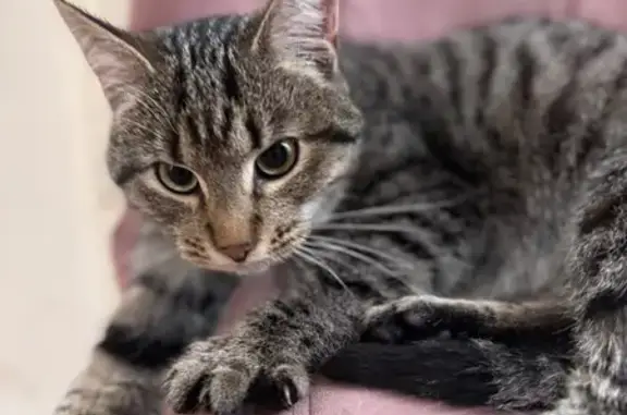 Найдена кошка, Псков, фото: Кошка найдена, Коммунальная ул., Псков