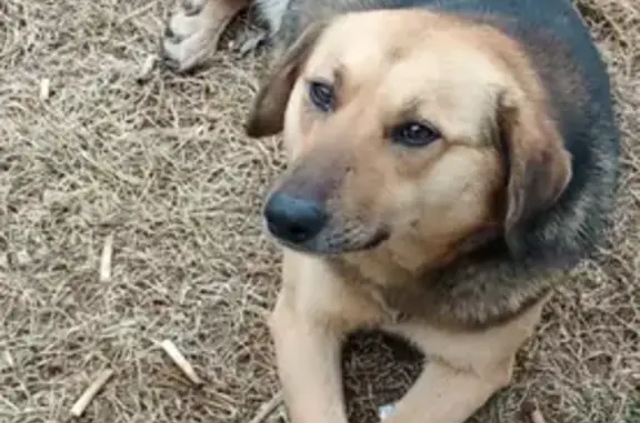 Пропала собака, Валдайская ул., Астрахань