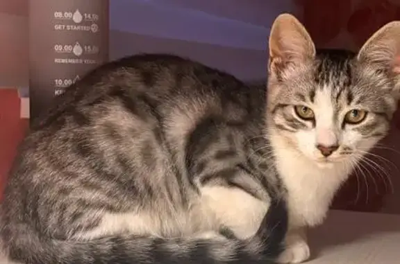 Кошки потеряшки, Пермский край, фото: Потеряшка кот, Нижние Муллы, Пермский край