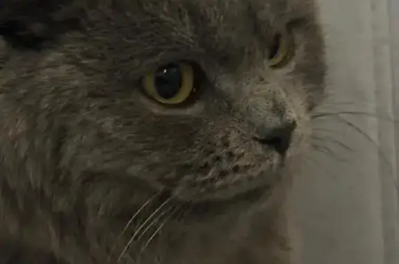 Найдена кошка, Краснодарский край, фото: Кошка найдена, Пашковский, отделение №4