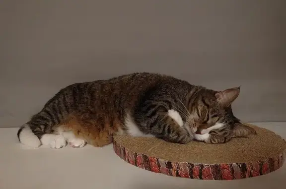 Кошки потеряшки, Пенза, фото: Потеряшка кошка, пр. Победы, 79, Пенза