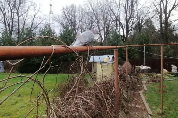 Птица найдена в Ивино, 46Н-124...