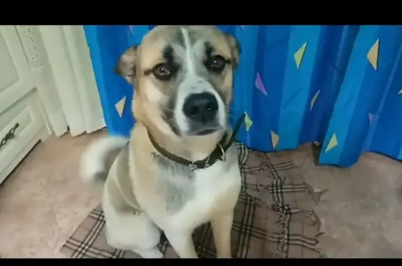 Найдена собака, Орловская область, фото: Собака найдена: Чахино, Орловская обл.