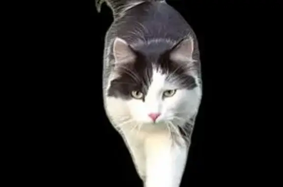 Кошки потеряшки, Волгоград, фото: Потеряшка кошка, Сухореченский пер. 3, Волгоград