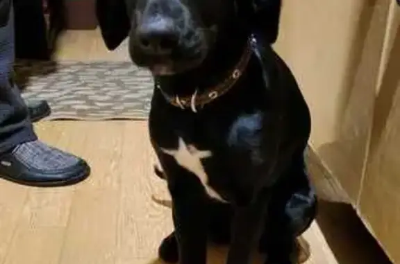 Найдена собака, , фото: Собака найдена: Воскресенский р-н, Малинки