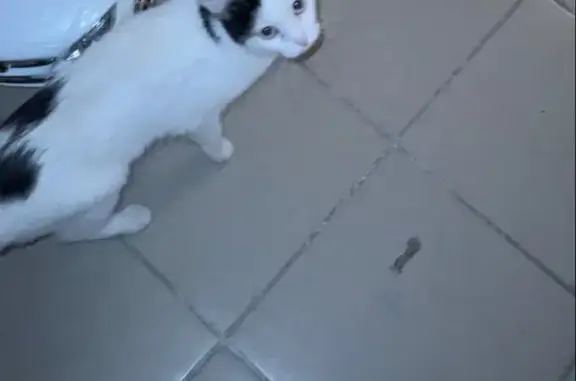 Найдена кошка, Тюмень, фото: Кошка найдена на Ямбургском проезде, 3