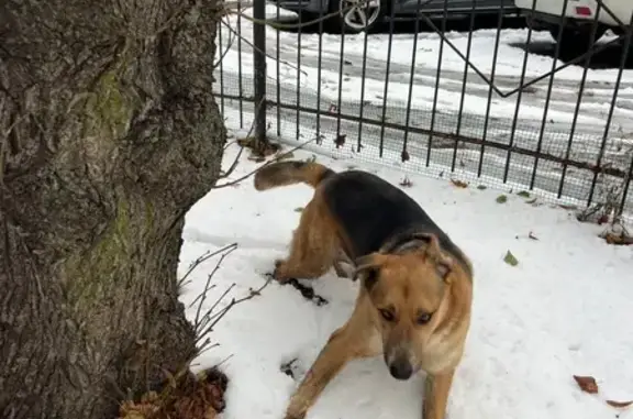Собака найдена: ул. Краснооктябрьская, 17