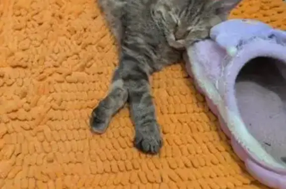 Найдена кошка, Кострома, фото: Найдена кошка, Индустриальная 29, Кострома