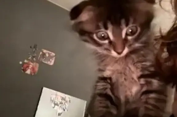 Кошки потеряшки, , фото: Потеряшка кошка, ул. 30 лет Победы, 16