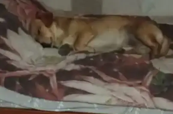 Пропала собака, ул. Циммервальда, Данилов