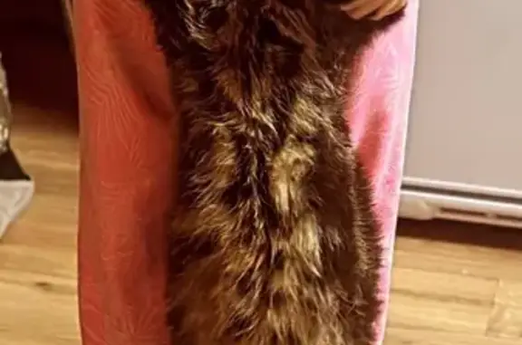 Пропал мейн-кун: ул. Мирная, д.19