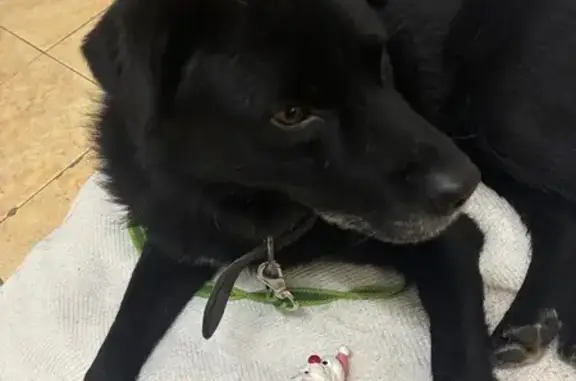 Найдена собака, Химки, фото: Собака найдена: Песчаная ул., Химки