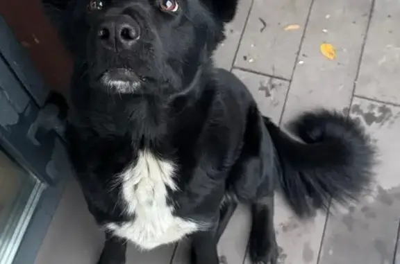 Найдена собака, Новоподклетное, фото: Собака найдена: Гангутская ул., 5