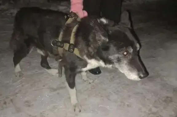 Найдена собака, Чита, фото: Найдена собака: Чита, Угданская 26