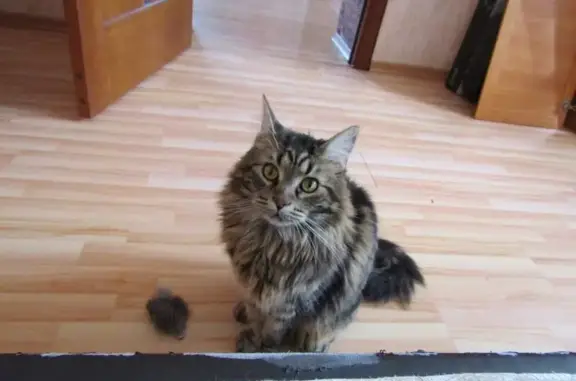 Пропала кошка, ул. Лызлова 19, Воронеж