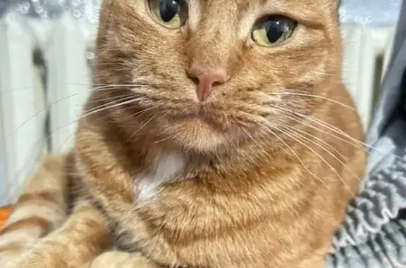 Кот найден: ул. Маршала Жукова, 32, Оренбург