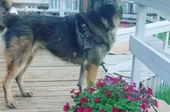 Пропала собака на Комсомольской, Мирный